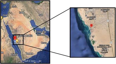 The Microbiome of Suaeda monoica and Dipterygium glaucum From Southern Corniche (Saudi Arabia) Reveals Different Recruitment Patterns of Bacteria and Archaea